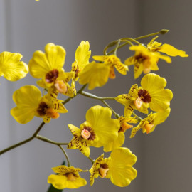 Orchid in a Ceramic Pot - Yellow